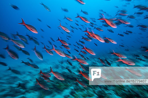Bright red creole fish  Puntarenas  Costa Rica