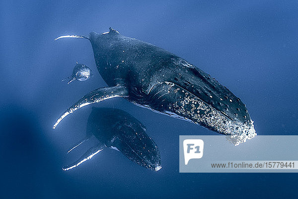 Humpback whales (Megaptera novaeangliae)  swimming together  underwater view  Tonga  Western  Fiji