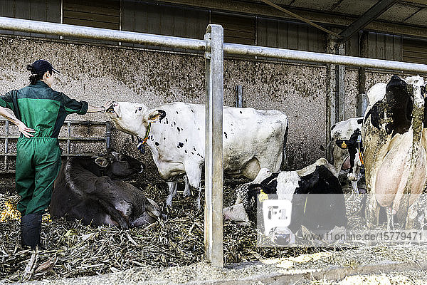 Milchbauern  die Kühe im Stall hüten