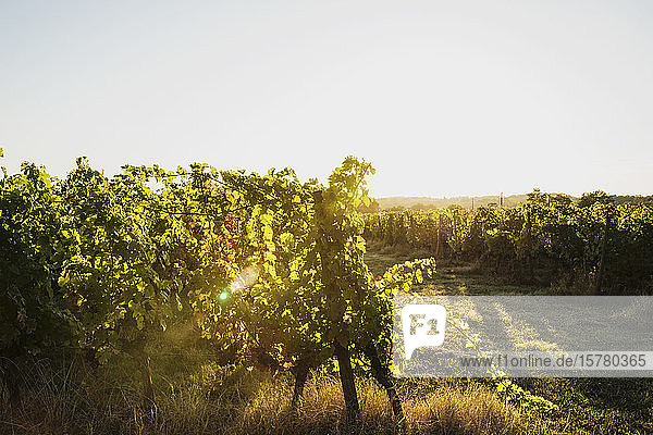 France Nouvelle-Aquitaine Department Gironde Bordeaux wine region Vineyard at sunset
