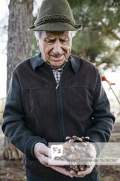 Old man looking at pine cones in his hand
