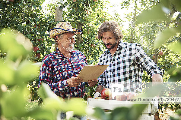 Obstbauern kontrollieren die Qualität der Äpfel in ihrem Obstgarten