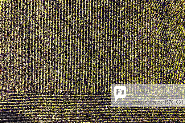 Deutschland  Baden-Württemberg  Freiburg im Breisgau  Luftaufnahme eines riesigen Maisfeldes