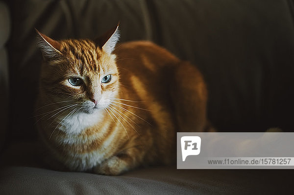 Porträt einer rothaarigen Katze auf der Couch