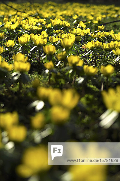 Germany  Saxony  Yellow winter aconites (Eranthis hyemalis) blooming in springtime flowerbed