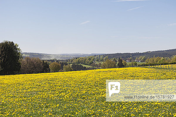 Deutschland  Nordrhein-Westfalen  Eifel  Region Kalterherberg  Gewöhnlicher Löwenzahn (Taraxacum sect. Ruderalia)  der im Frühjahr auf Grasfeldern wächst