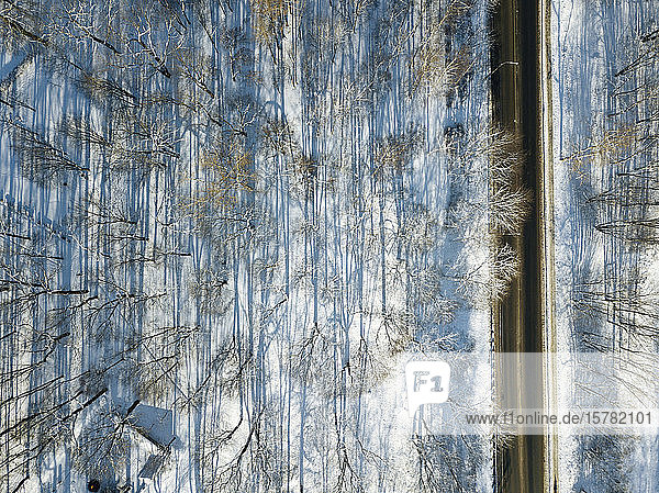 Russland  Sankt Petersburg  Luftaufnahme von kahlen Bäumen entlang der Landstraße im Winter