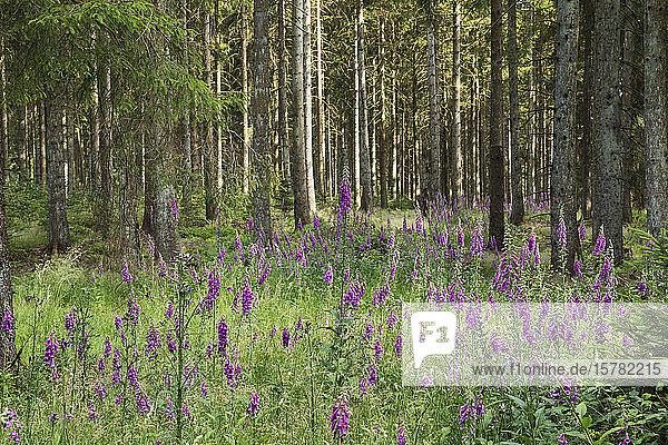 Germany North Rhine Westfalia Eifel Eifel National Park Red foxglove (Digitalis purpurea) in spruce forest