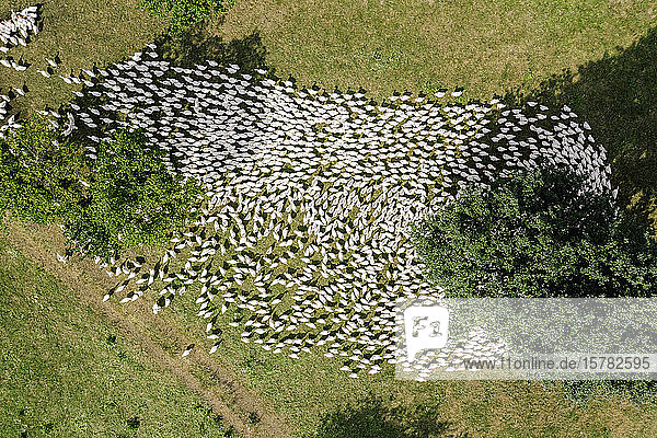 Österreich  Kärnten  Klagenfurt  Luftaufnahme einer großen Gänseherde auf der Weide