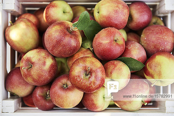 Apples in a crate  overhead view