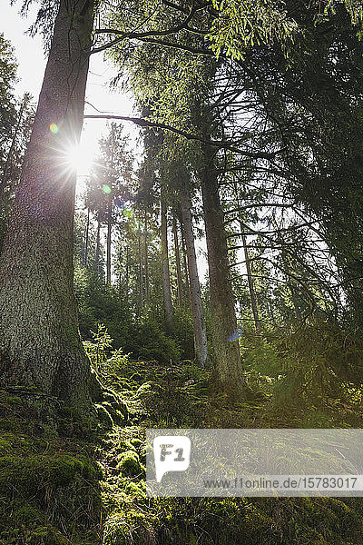 Germany North Rhine Westfalia Eifel Eifel National Park Sun shining through moss covered Norway spruces (Picea abies)