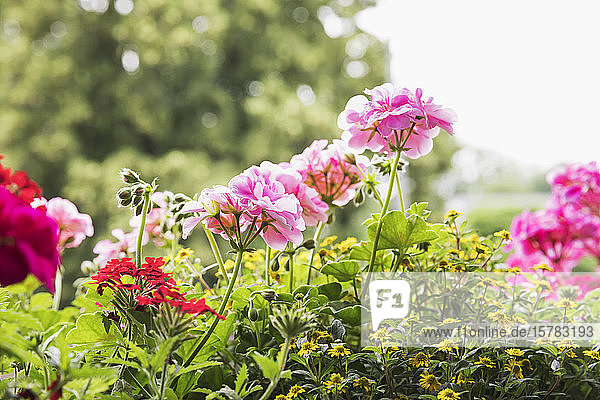 Pelargoniums verbena and Mexican creeping zinnia (Sanvitalia procumbens) blooming in summer