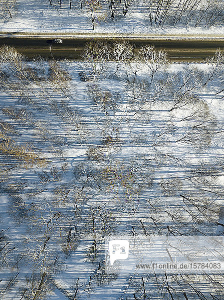 Russia Saint Petersburg Aerial view of bare trees along country road in winter