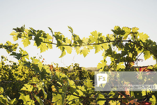 Frankreich  Nouvelle-Aquitaine  Departement Gironde  Weinregion Bordeaux  Reben im Weinberg