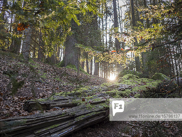 Deutschland  Bayern  Untergehende Sonne scheint durch Äste über umgestürztem Baum  der im Herbst im Wald liegt
