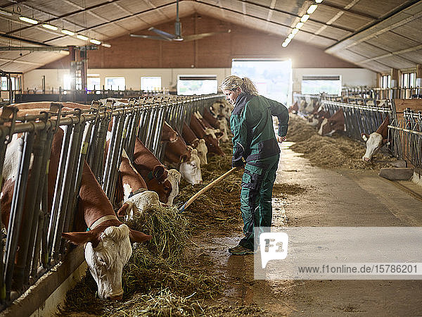 Weibliche Bäuerin beim Füttern von Kühen im Stall auf einem Bauernhof