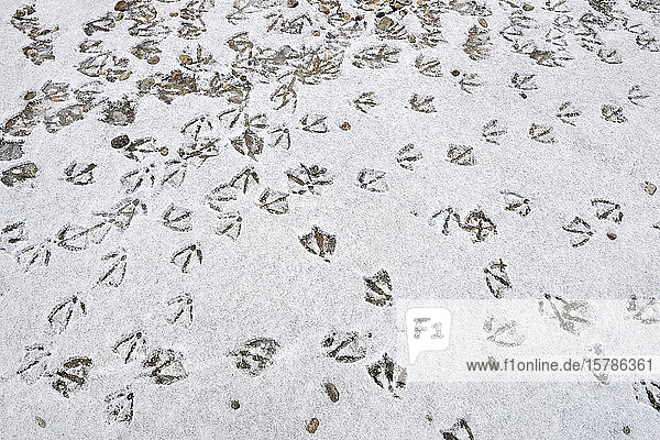 Deutschland  Baden-Württemberg  Uhldingen-Muhlhofen  Vogelfussabdrücke im Schnee
