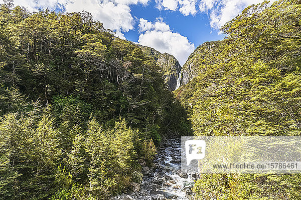 Neuseeland  Distrikt Selwyn  Arthurs Pass  Grüner Wald vor dem Wasserfall Devils Punchbowl