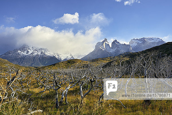 Chile  Ultima Esperanza Province  Scenic view of dead forest in Torres del Paine National Park