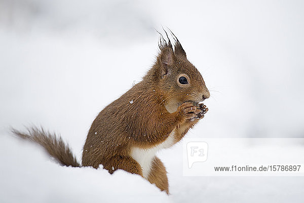 UK  Schottland  Porträt eines roten Eichhörnchens (Sciurus vulgaris) beim Fressen im Schnee