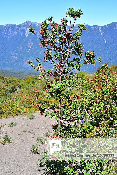 Notro or Chilean firetree (Embothrium coccineum) is a small evergreen tree native to temperate regions of Chile and Argentina. This photo was taken in Osorno volcano  Region de los Lagos  Chile.