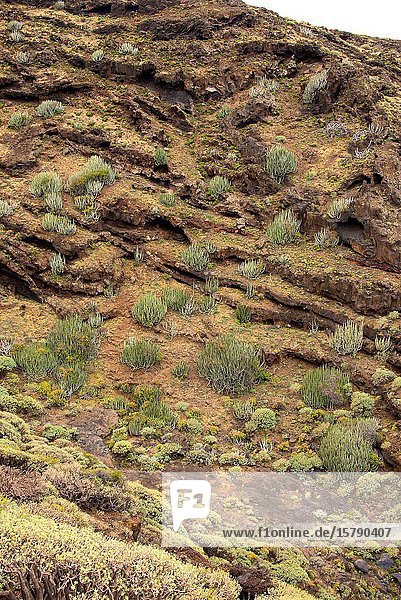 Tabaibal-cardonal is a vegetal formation of Canary Islands coastline  with Euphorbia balsamifera and Euphorbia canariensis. This photo was taken in La Palma Island  Canary Islands  Spain.