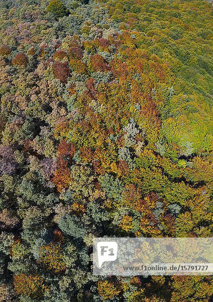 Forest in autumn in the Tobía River Valley  La Rioja  Spain  Europe.