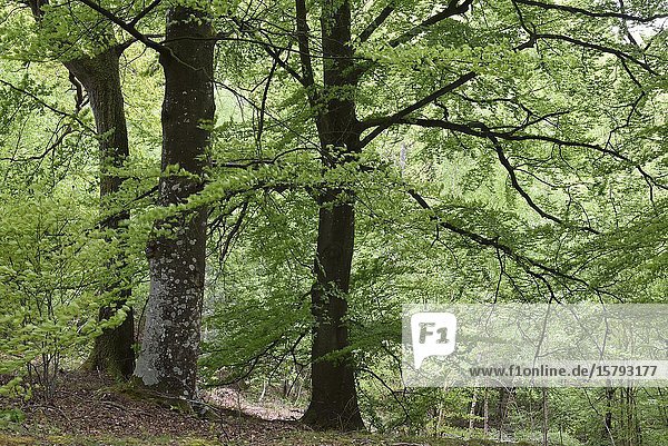 Hetres  foret de Rambouillet  departement des Yvelines  region Ile de France  France  Europe/ beech trees  forest of Rambouillet  Yvelines department  Ile de France region  France  Europe.