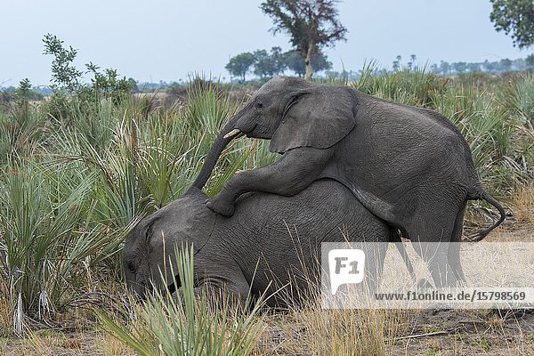Juvenile African elephant (Loxodonta africana) in the Jao concession  Wildlife  Okavango Delta in Botswana.