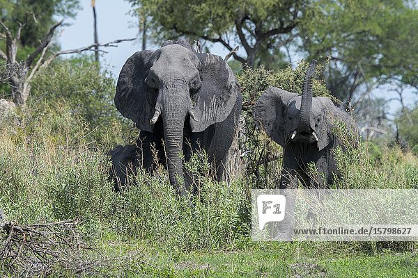 African elephants (Loxodonta africana) smelling the safari vehicle in the Gomoti Plains area  a community run concession  on the edge of the Gomoti river system southeast of the Okavango Delta  Botswana.