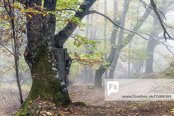 Chestnut tree  fog and autumn in Casillas. Avila. Spain. Europe.