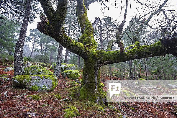 Oaks and granite rocks with moss and pines in the fog in Sierra de Gredos. Avila. Spain. Europe.