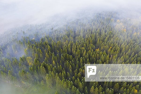 Bergwald aus Fichten mit Nebelschwaden  bei Krün  Werdenfelser Land  Drohnenaufnahme  Oberbayern  Bayern  Deutschland  Europa