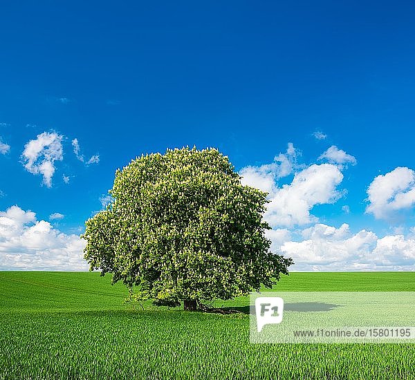 Large solitary horse chestnut (Aesculus) in full bloom on a green field in spring  blue sky with cumulus clouds  Saalekreis  Saxony-Anhalt  Germany  Europe