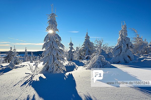 Verschneite Winterlandschaft am Fichtelberg  strahlende Sonne  schneebedeckte Fichten  bei Oberwiesenthal  Erzgebirge  Sachsen  Deutschland  Europa