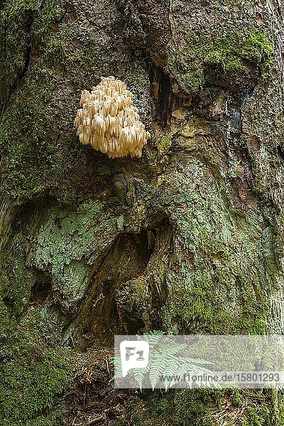 Hericium flagellum (Hericium flagellum) auf Weißtanne (Abies alba)  Nationalpark Bayerischer Wald  Bayern  Deutschland  Europa