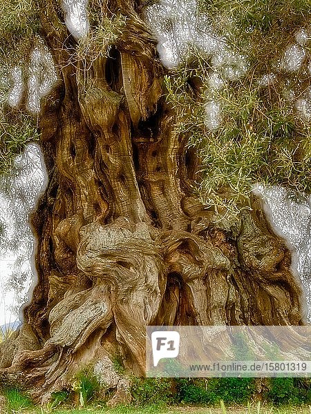 Baumstamm eines uralten Olivenbaumes (Olea europaea) Sardinien Italien Europa