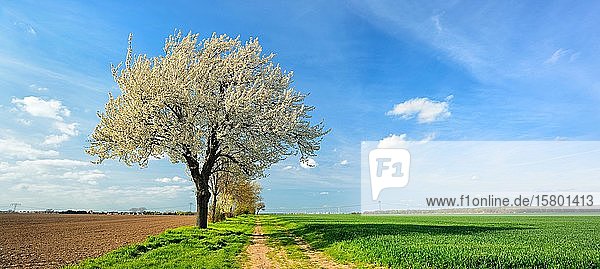Feldweg durch Felder im Frühling  blühende Kirschbäume (Prunus) auf dem Feld  blauer Himmel  Burgenlandkreis  Sachsen-Anhalt  Deutschland  Europa