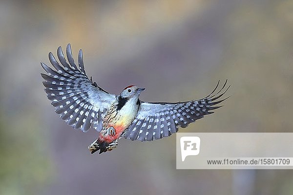 Middle Spotted Woodpecker (Dendrocopos medius) in flight Siegerland North Rhine-Westphalia Germany Europe