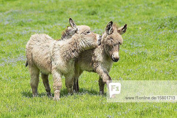 Esel oder (Equus asinus asinus)  spielende Jungtiere  Fohlen  Deutschland  Europa