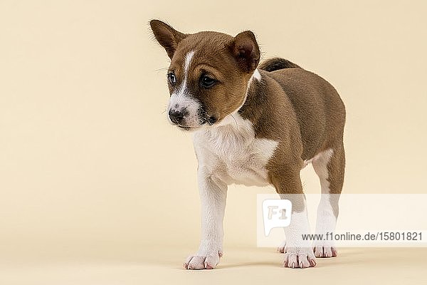Basenji oder Kongo Terrier (Canis lupus familiaris)  Jungtier  6 Wochen  rot/weiß  stehend  von vorne  Studioaufnahme mit sandfarbenem Hintergrund  Österreich  Europa