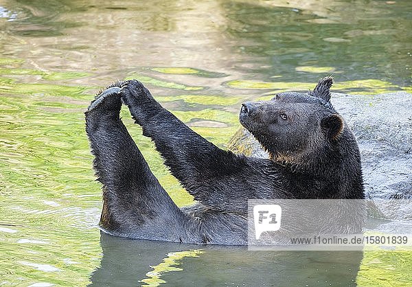 Europäischer Braunbär (Ursus arctos) liegt im Wasser  in Gefangenschaft  Nationalpark Bayerischer Wald  Bayern  Deutschland  Europa