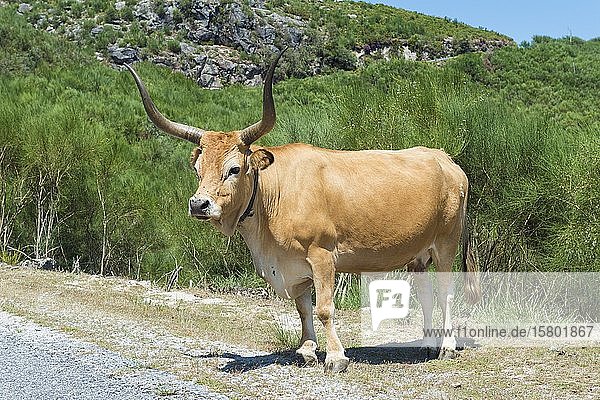 Cachena-Kuh  Nationalpark Peneda Geres  Minho  Portugal  Europa