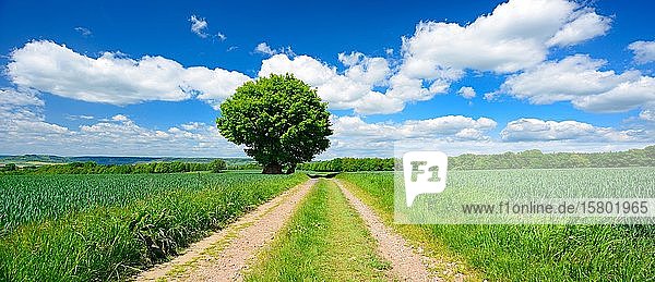 Große Solitär-Eiche (Quercus) auf dem Feldweg durch grüne Felder  Frühling  blauer Himmel mit Kumuluswolken  bei Jena  Thüringen  Deutschland  Europa