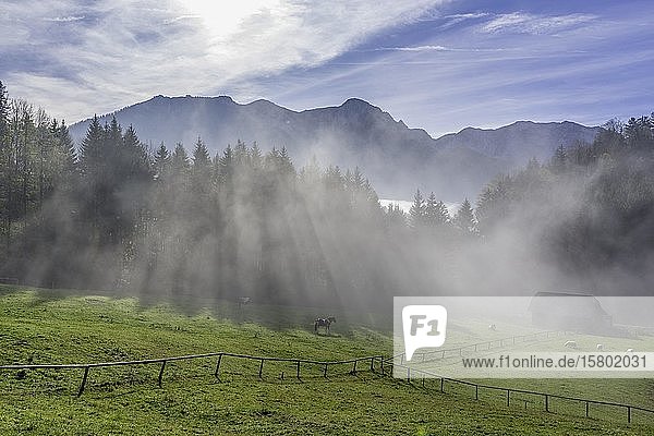 Nebel auf der Hochsteinalm  Traunkirchen  Oberösterreich  Österreich  Europa