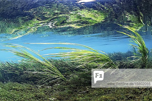 Unterwasserlandschaft, Schilf im Flußbett wiegt sich in Strömung, grün, Rainbow River, Rainbow Springs State Park, Dunnelon, Florida, USA, Nordamerika