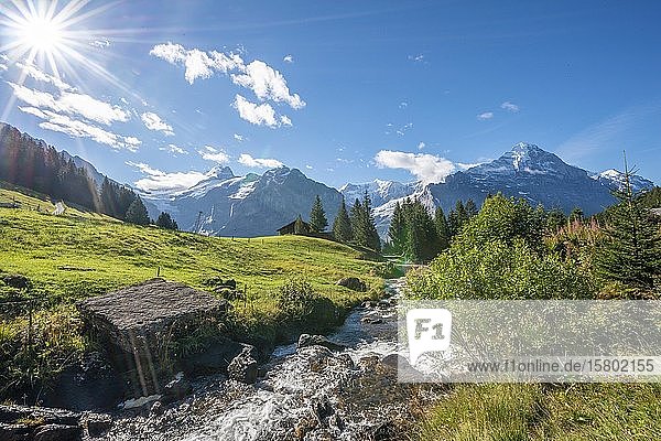 Gebirgsbach im strahlenden Sonnenschein  schneebedecktes Schreckhorn und Eiger im Hintergrund  Grindelwald  Bern  Schweiz  Europa