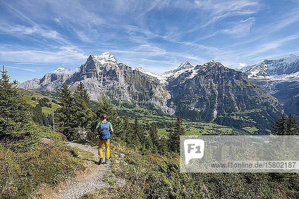 Wanderer auf dem Wanderweg zum Bachalpsee  hinter schneebedecktem Wetterhorn und Schreckhorn  Grindelwald  Bern  Schweiz  Europa