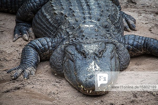 Der amerikanische Alligator (Alligator mississippiensis) befindet sich in Sand  in Gefangenschaft  St. Augustine Alligator Farm Zoological Park  St. Augustine  Florida  USA  Nordamerika
