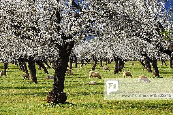 Mandelblüte  blühende Mandelbäume  Mandelplantage mit Schafen bei Bunyola  Mallorca  Balearische Inseln  Spanien  Europa